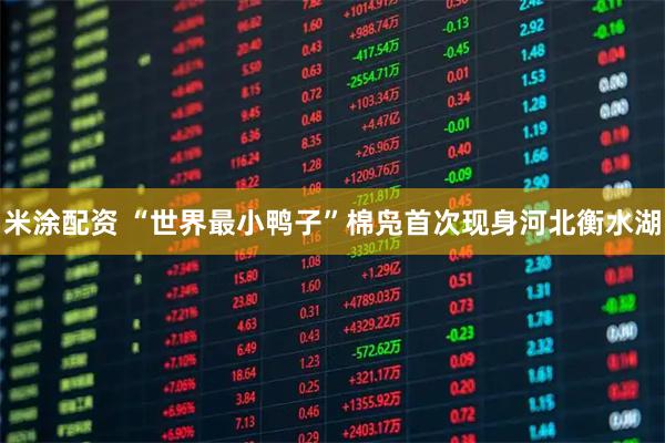 米涂配资 “世界最小鸭子”棉凫首次现身河北衡水湖